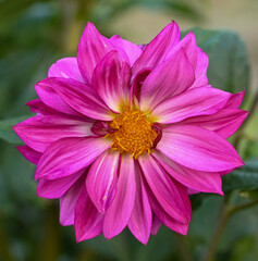 Beautiful close-up of a pink dahlia flower