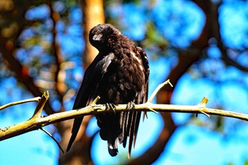 A black crow bird sitting on a branch. This photo was taken during a heatwave, the bird had just been in water to cool off and was now chilling in the sun.