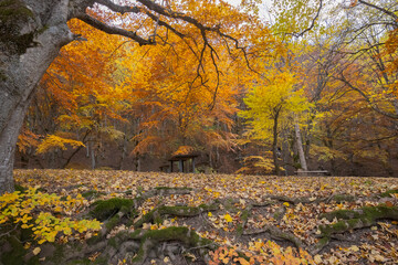 Chiarino Valley, Abruzzo autumn foliage
