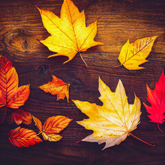 Naklejka na ściany i meble Collection of beautiful colorful autumn leaves.