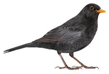 Male of Eurasian Blackbird (Turdus merula), isolated in PNG, with transparent background - obrazy, fototapety, plakaty