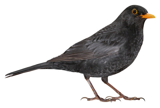 Male of Eurasian Blackbird (Turdus merula), isolated in PNG, with transparent background