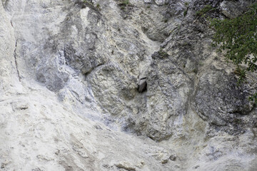 White Mountain texture, marble quarry