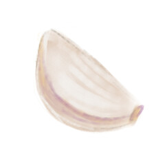 Watercolor garlic. Organic food. Gouache or oil on canvas