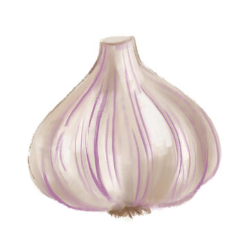 Watercolor garlic. Organic food. Gouache or oil on canvas