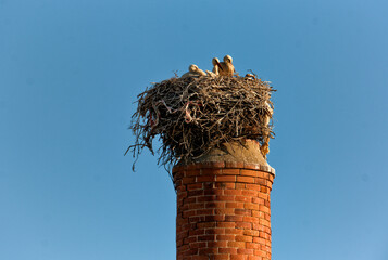 stork and nest on the chimney of an abandoned factory in Olhao, Algarve, Portugal