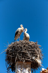 Fototapeta premium stork on a chimney in Olhao, Algarve, Portugal