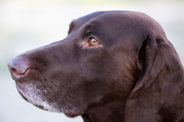 Dog breed kurtshaar close-up.Muzzle of a German dog.