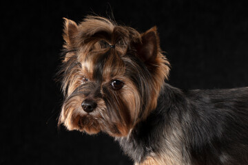 Naklejka premium Yorkshire terrier in the studio on a black background.