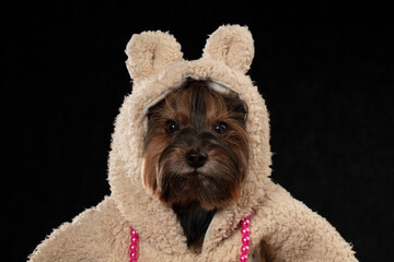 Yorkshire terrier in a beautiful fur coat with a hood looks at the camera. Fashion for dogs.