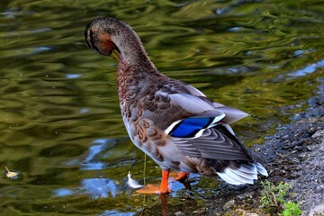 A blue mallard duck at the edge of a lake, the calm and tranquil water in front of the bird