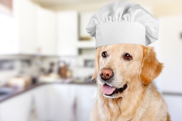 Dog in a classic chef's hat. Restaurant, cafe concept.