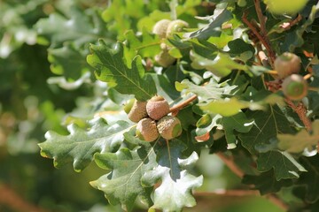 Acorns and leaves on oak branches