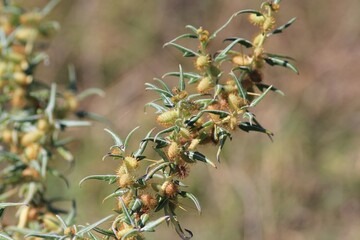 Fruits and leaves of Xanthium spinosum