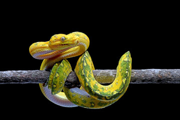 Yellow python on a tree branch
