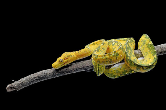 Yellow python on a tree branch