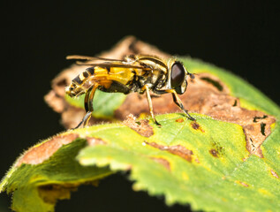 A kind of fly that is present on all continents