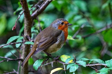 A Robin Red Breast sitting on a branch of a tree in the forest. These birds are often associated with Christmas.