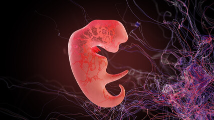 Human embryo for 3 weeks, in the womb. 3 Weeks Pregnant: Baby Development. Medical illustration, 3D Rendering - obrazy, fototapety, plakaty