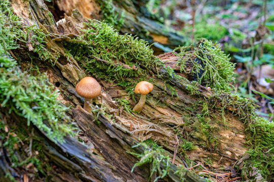 Two small mushrooms growing out of a dead tree stump