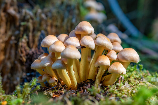 A group of mushrooms with white head in the forest