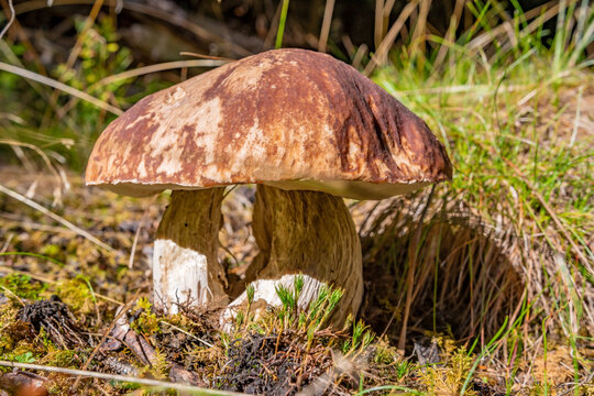 A huge mushroom whose trunk is split in the middle