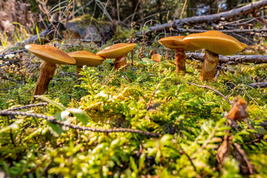 A group of yellow mushrooms in the forest