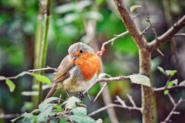 A Robin Red Breast sitting on a branch of a tree in the forest. These birds are often associated with Christmas.