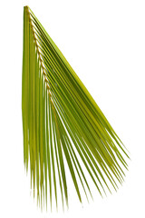 Obraz premium Coconut leaf