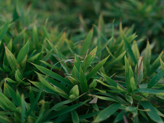 green grass in the wind