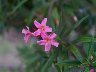 purple flower in the garden