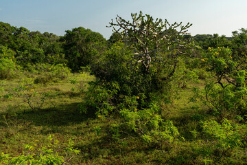 Sri Lanka green jungle landscape, Yala National Park