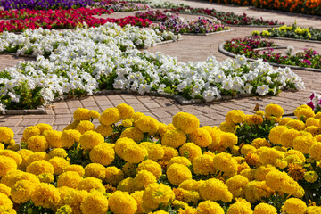 Multicolored flower bed in Muscat, Oman