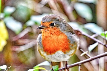 A Robin Red Breast sitting on a branch of a tree in the forest. These birds are often associated with Christmas.