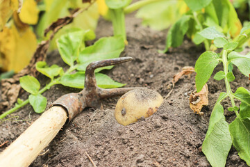 Kartoffeln ernte Feld Acker Kartoffeln sammeln im Sand