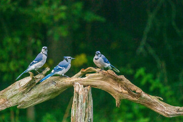 blue jays perched on a branch