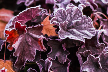 Frozen leaves and flowers.The first frosts, cold weather, frozen water, frost and hoarfrost. Macro...