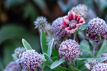 Frozen leaves and flowers.The first frosts, cold weather, frozen water, frost and hoarfrost. Macro...