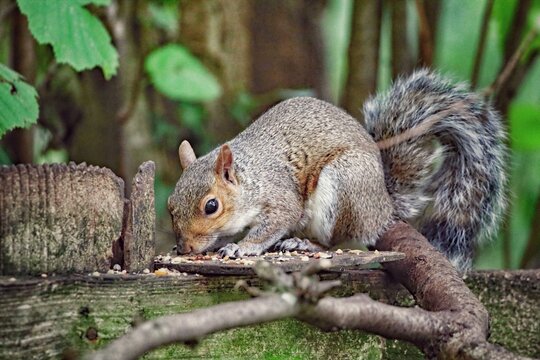 A beautiful portrait image of a wild squirrel in the forest. This forest is located in Preston, Lancashire and is home to many wildlife.