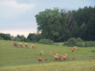 cows grazing in a field