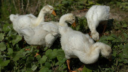Geese on farm. Young geese with white birches. White birds on shore of pond.