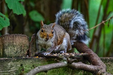 A beautiful portrait image of a wild squirrel in the forest. This forest is located in Preston, Lancashire and is home to many wildlife.