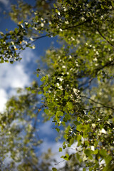 Fototapeta na wymiar Green leaves in summer . Wood in detail . Branches with leaves.