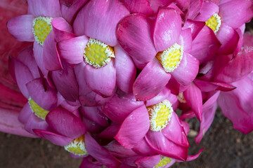 Lotus pirple flowers close up