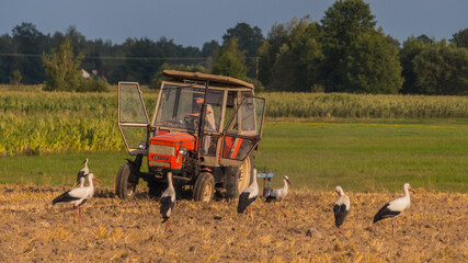 Fototapeta na wymiar tractor in the field