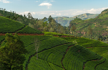 Tea field green hills on Sri Lanka