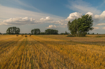 field of wheat in the sunset