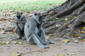 Couple of monkey animals, Sri Lanka