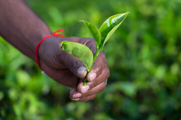 Tea green leave in human hand, Sri Lanka