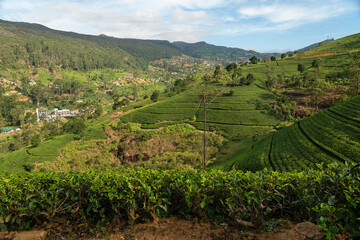 Fototapeta na wymiar Tea fields green landscape, Nuwara Eliya green hills, Sri Lanka